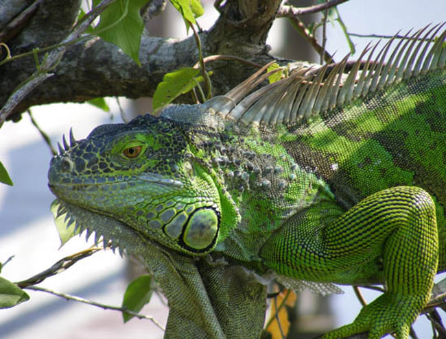 Picture 12 of Everglades National Park - United States of America