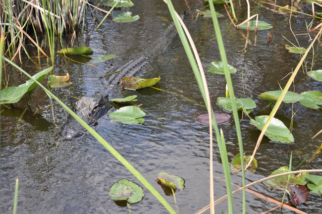 Picture 4 of Everglades National Park - United States of America