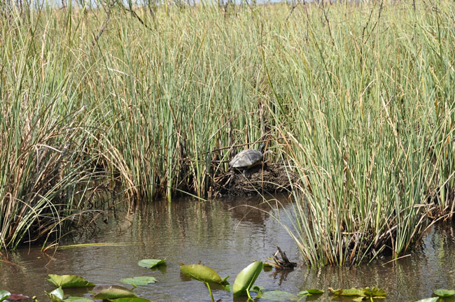 Picture 5 of Everglades National Park - United States of America