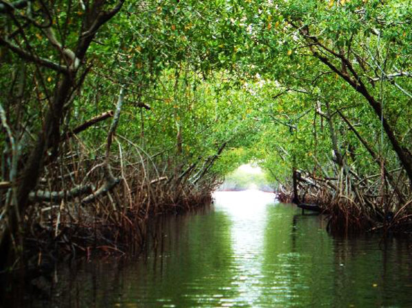 Picture 6 of Everglades National Park - United States of America