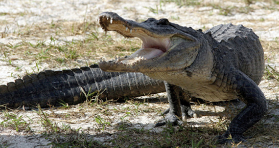 Picture 7 of Everglades National Park - United States of America