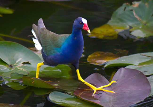 Picture 8 of Everglades National Park - United States of America