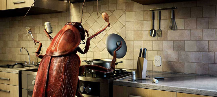 Picture 4 of Every house has cockroaches but does anyone know where they are coming from?