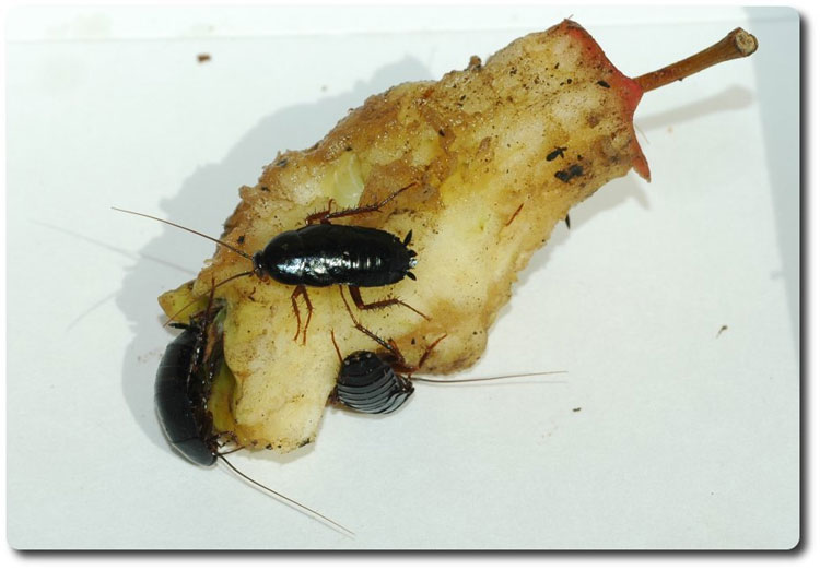Picture 6 of Every house has cockroaches but does anyone know where they are coming from?