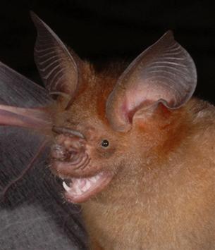 Picture 1 of Every night, many mosquito-eating bats?