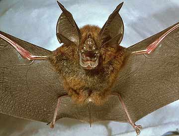 Picture 2 of Every night, many mosquito-eating bats?