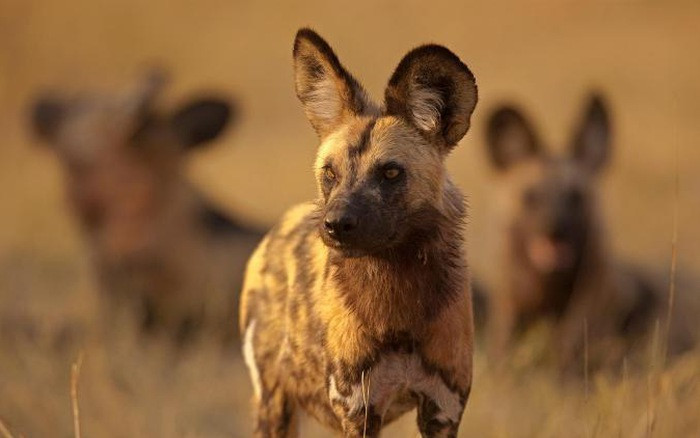 Picture 1 of Every time African wild dogs want to vote for hunting, will they sneeze?
