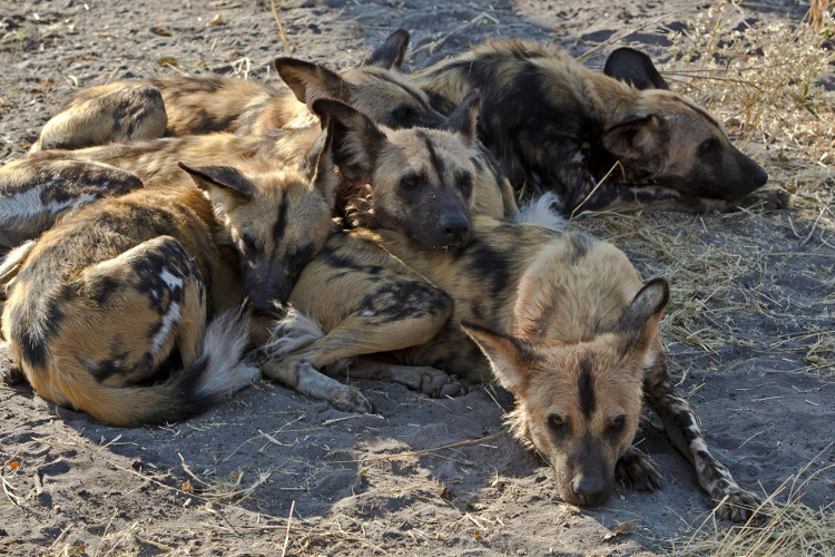 Picture 2 of Every time African wild dogs want to vote for hunting, will they sneeze?