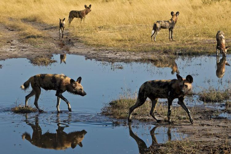 Picture 3 of Every time African wild dogs want to vote for hunting, will they sneeze?