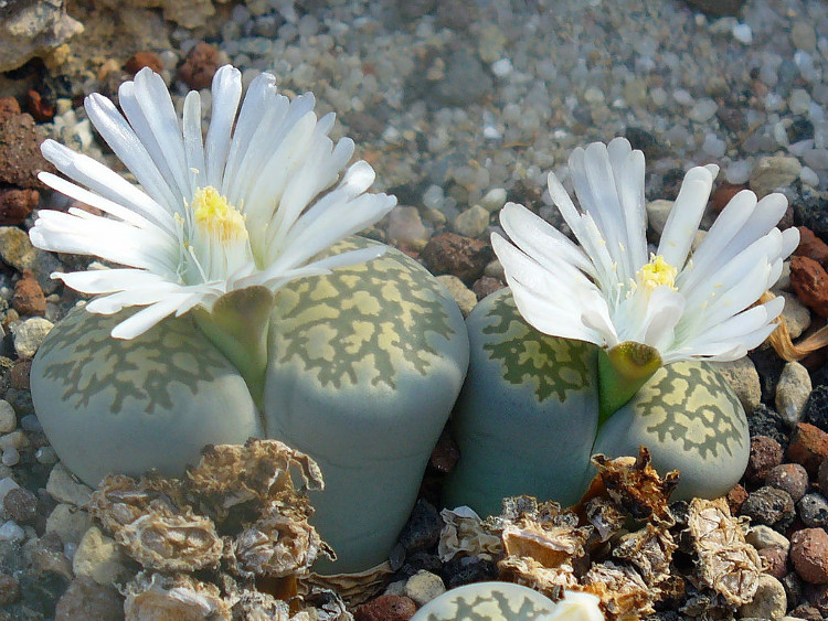 Picture 7 of Everyone thought these were strange stones but touched to know the unexpected truth