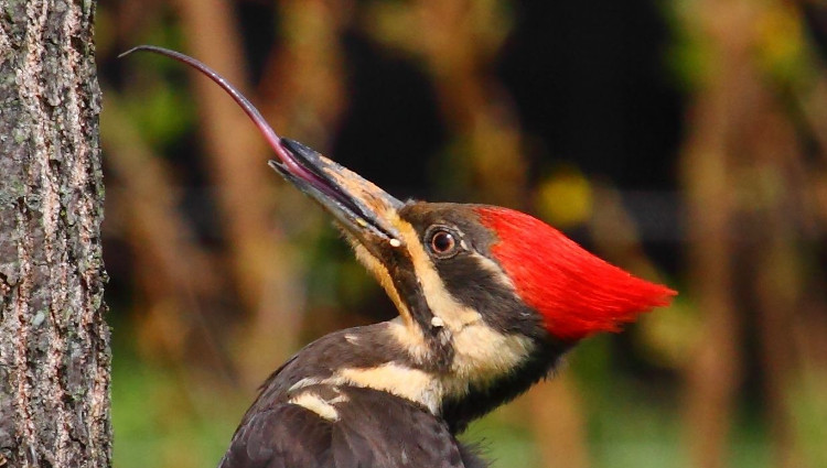 Picture 1 of Everyone was startled to learn how this bird kept its tongue longer than its head