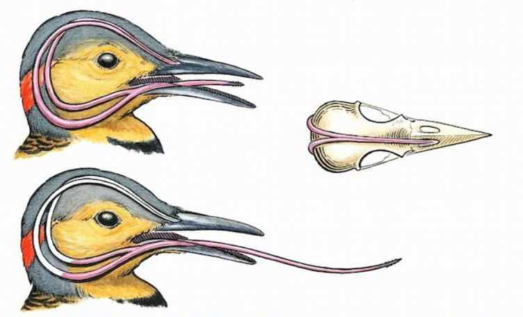 Picture 2 of Everyone was startled to learn how this bird kept its tongue longer than its head