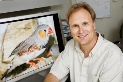 Picture 1 of Evidence of memories in the brain of songbirds