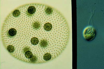 Picture 2 of Evolution is the process of merging opposite trends