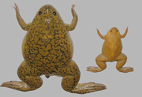 Picture 1 of Evolution of heat receptors in animals