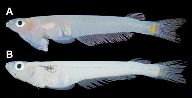 Picture 1 of Evolutionary animals 'best' TG, Vietnam contributed