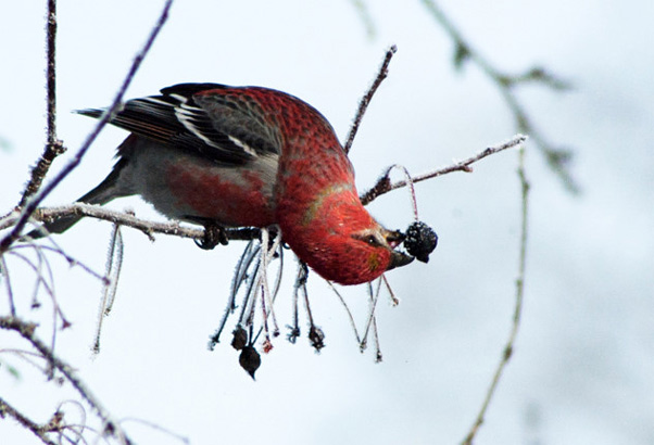 Picture 3 of Evolutionary animals 'best' TG, Vietnam contributed
