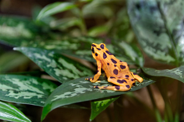 Picture 4 of Evolutionary animals 'best' TG, Vietnam contributed