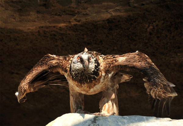 Picture 5 of Evolutionary animals 'best' TG, Vietnam contributed
