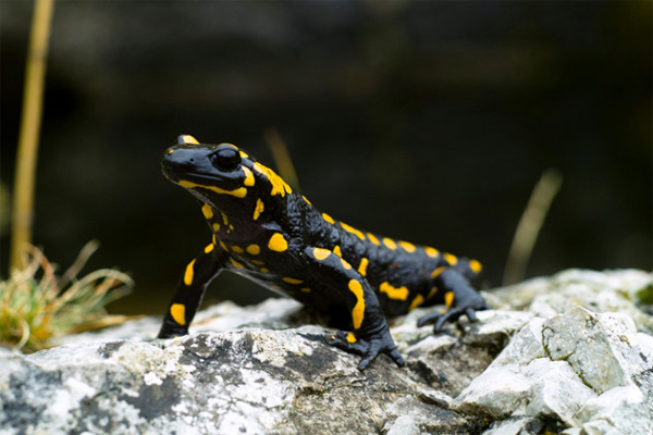 Picture 6 of Evolutionary animals 'best' TG, Vietnam contributed