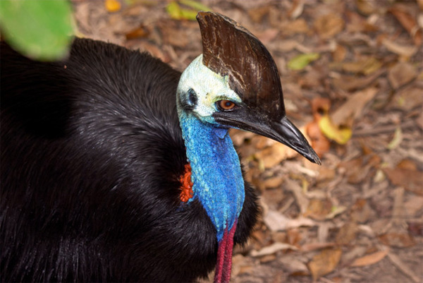 Picture 7 of Evolutionary animals 'best' TG, Vietnam contributed