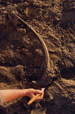 Picture 2 of Excavate and preserve fossil dinosaur skeletons
