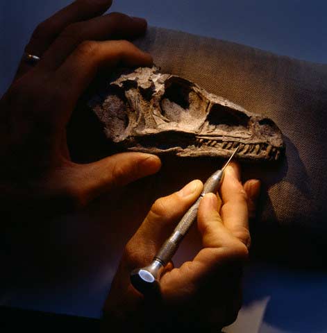Picture 3 of Excavate and preserve fossil dinosaur skeletons