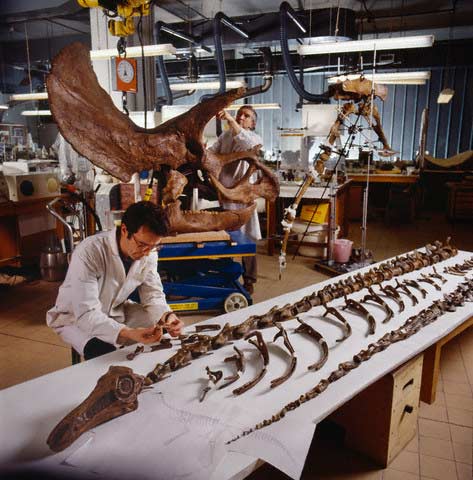 Picture 4 of Excavate and preserve fossil dinosaur skeletons