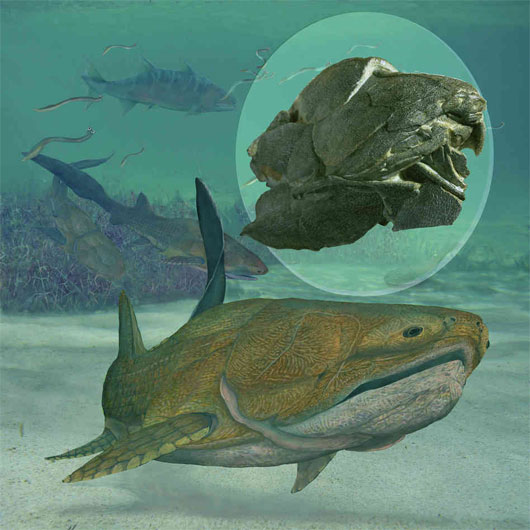 Picture 1 of Excavating fish fossils 429 million years old