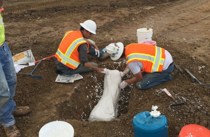 Picture 1 of Excavation of 10,000 year old mammoth bones
