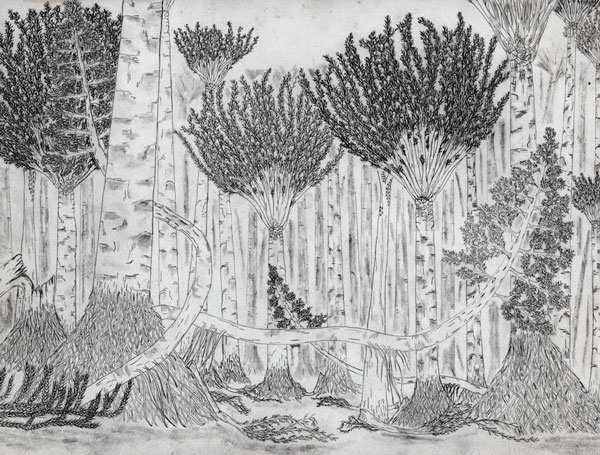 Picture 1 of Excavation of 380 million year old fossil forest