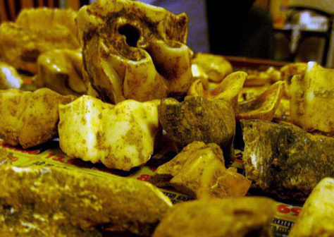 Picture 1 of Excavation of extinct animal fossils in Lang Son