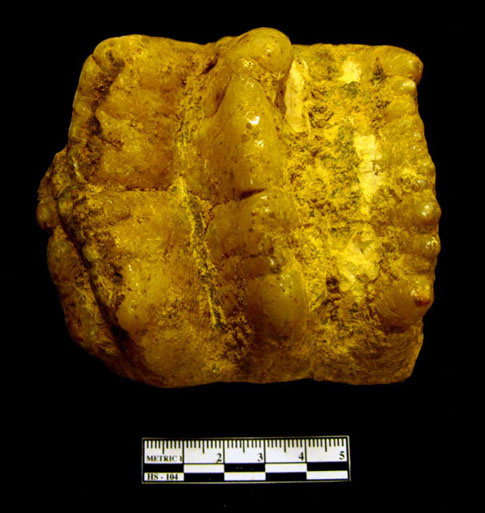 Picture 5 of Excavation of extinct animal fossils in Lang Son