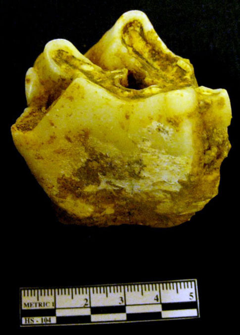 Picture 6 of Excavation of extinct animal fossils in Lang Son