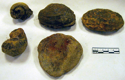 Picture 8 of Excavation of extinct animal fossils in Lang Son