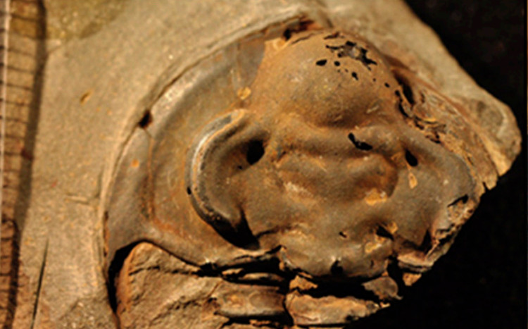 Picture 1 of Excavation of fossilized marine life 530 million years is still eye