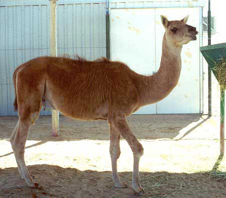 Picture 8 of Excellent hybrid children