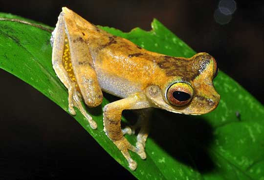 Picture 5 of Exciting creatures like stepping out of fantasy movies
