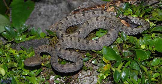 Picture 6 of Exciting creatures like stepping out of fantasy movies