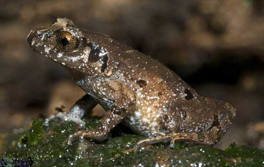 Picture 7 of Exciting creatures like stepping out of fantasy movies
