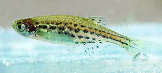 Picture 8 of Exciting creatures like stepping out of fantasy movies