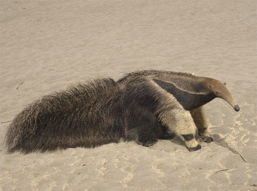 Picture 5 of Exotic alien animals?