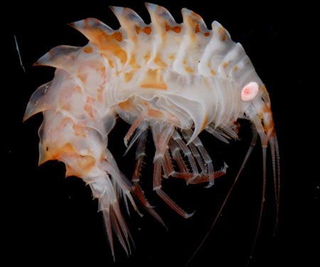 Picture 8 of Exotic animals in Antarctica