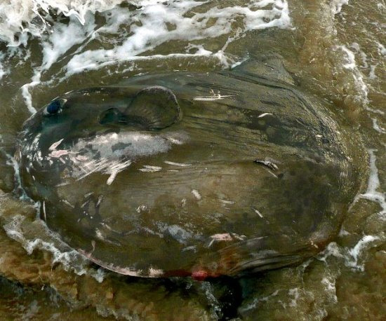 Picture 1 of Exotic fish died of mass on the English coast
