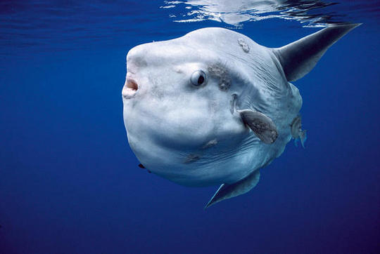Picture 2 of Exotic fish died of mass on the English coast