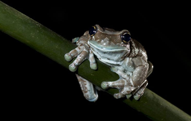 Picture 10 of Exotic frog species 'milk' when stressed