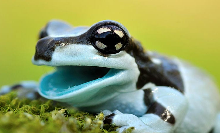Picture 8 of Exotic frog species 'milk' when stressed
