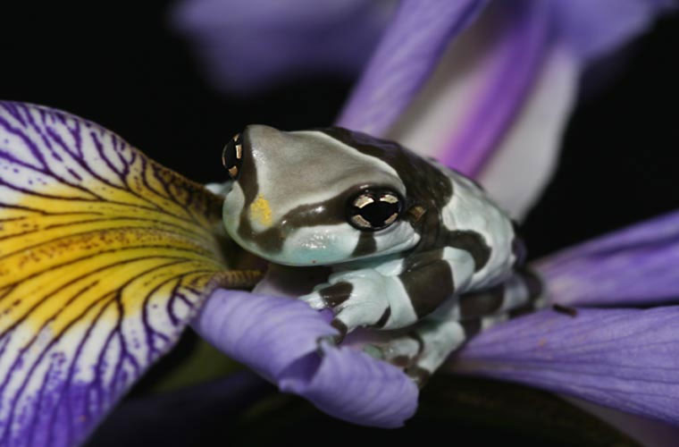 Picture 9 of Exotic frog species 'milk' when stressed