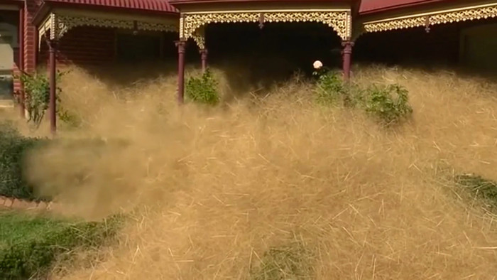 Picture 1 of Exotic grasses 'submerge' Australian town