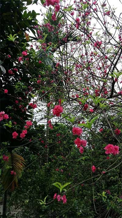 Picture 1 of Exotic peach blossom blooms at early autumn